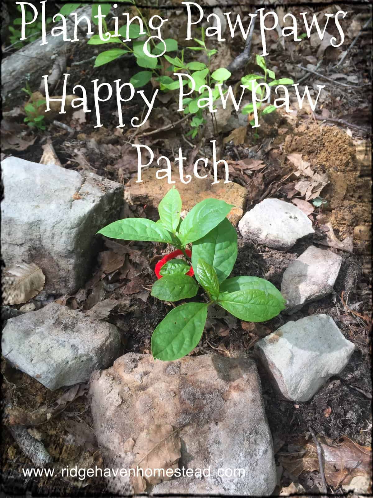Happy Pawpaw Patch - Ridge Haven Homestead